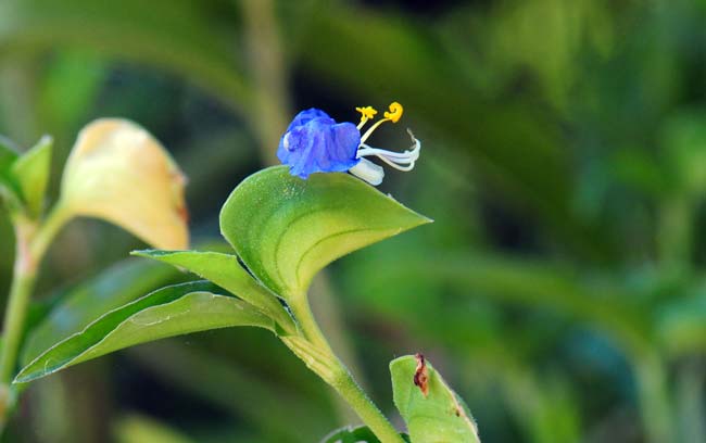 Commelina erecta, Whitemouth Dayflower, Southwest Desert Flora